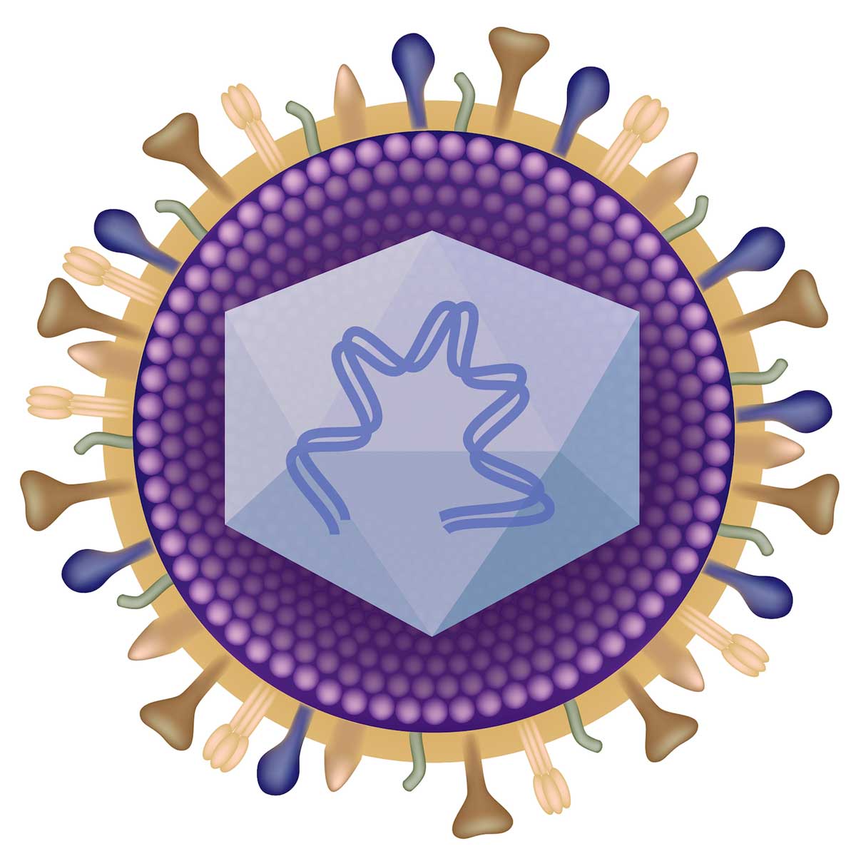 Your Strategic Partner in Human Herpesvirus Research